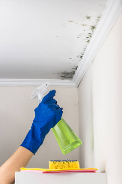 Why You Should Choose Our Mold Remediation Services in New Lisbon, WI